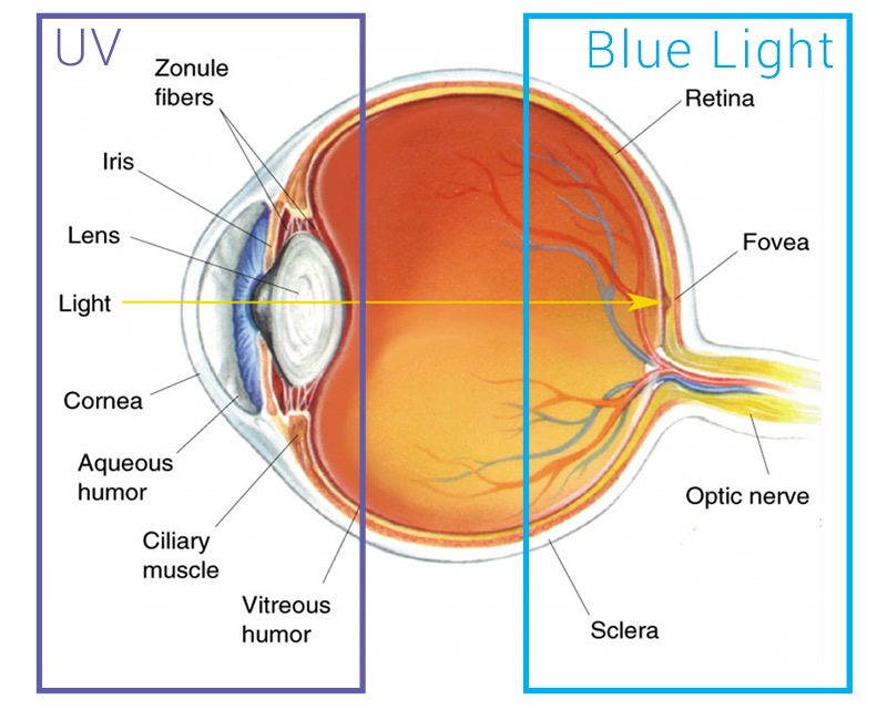 UV and Blue Light Damage to the Eye